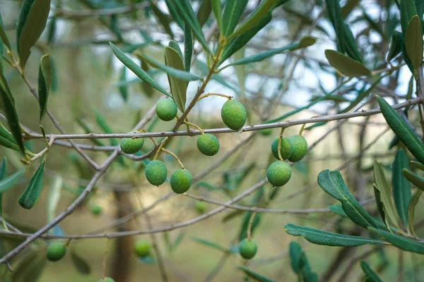 Harvesting olives in Italy. Closeup details