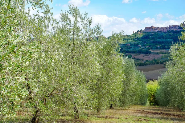 Zeytin ağaçları üst üste. Saç ekimi ve bulutlu gökyüzü, İtalya