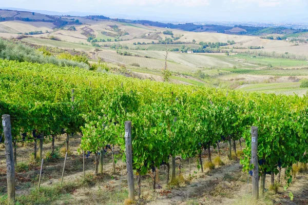 Üzüm, üzüm çiftlik Manzaralı