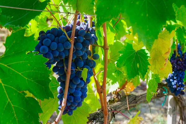 Üzüm, üzüm çiftlik meyve closeup ile