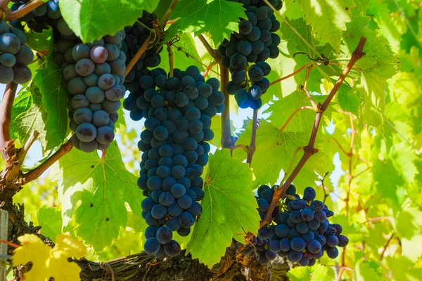 Üzüm, üzüm çiftlik meyve closeup ile