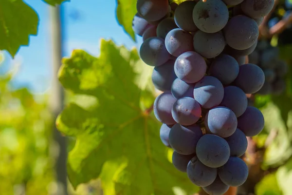 Üzüm, üzüm çiftlik meyve closeup ile