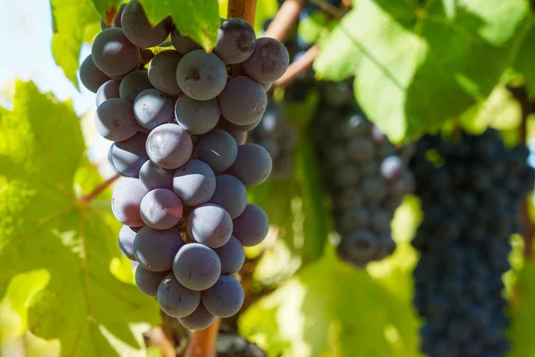 Üzüm, üzüm çiftlik meyve closeup ile