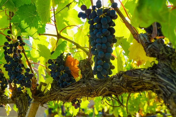 Üzüm, üzüm çiftlik meyve closeup ile