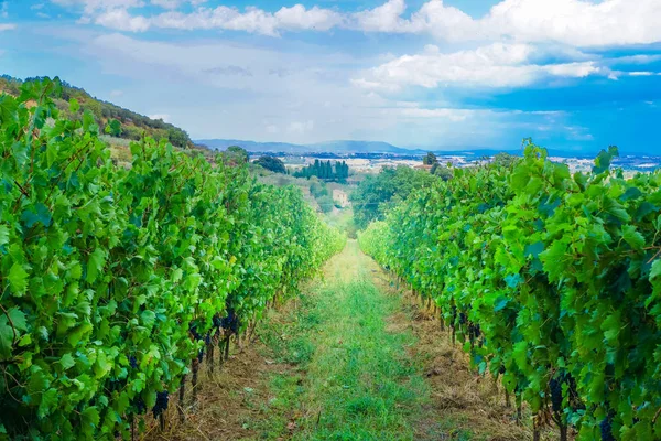 Üzüm, üzüm çiftlik Manzaralı