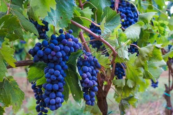 Üzüm, üzüm çiftlik meyve closeup ile