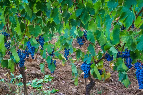 Kebun Anggur Pemandangan Kebun Anggur — Stok Foto