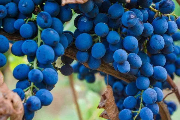 Üzüm, üzüm çiftlik meyve closeup ile