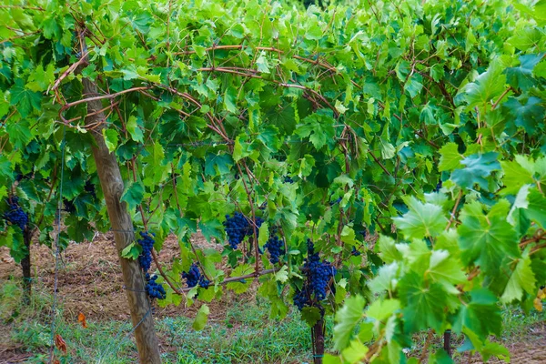 Vineyard Grape Farm Landscape View — Stock Photo, Image