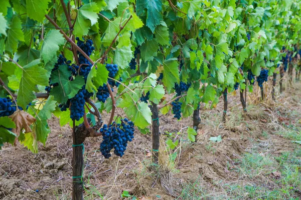 Vineyard Grape Farm Fruit Closeup — Stock Photo, Image