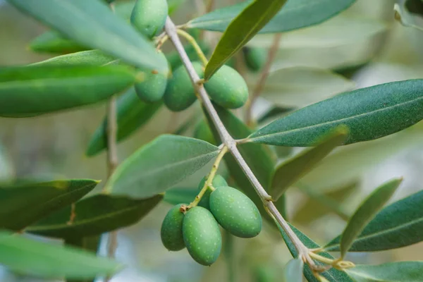 Harvesting olives in Italy. Closeup details