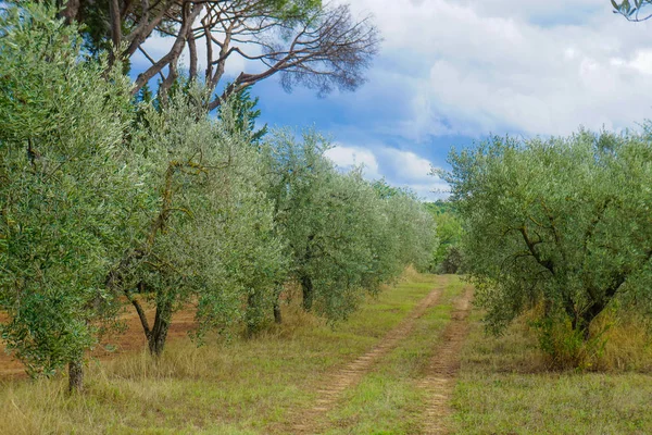 Zeytin ağaçları üst üste. Saç ekimi ve bulutlu gökyüzü, İtalya