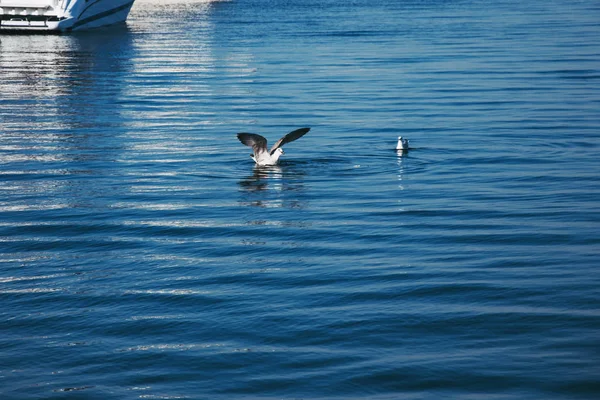 Gaivotas — Fotografia de Stock