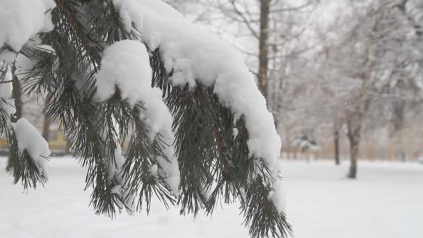 用新鲜的雪松树 — 图库视频影像