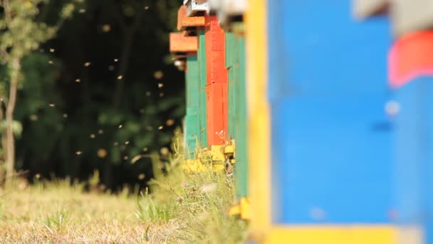 La entrada a una caja de abejas — Vídeos de Stock