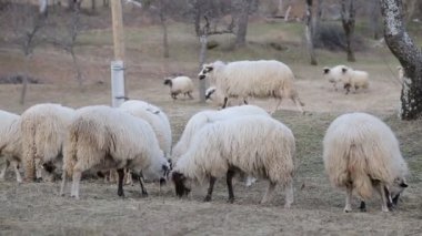 Güzel yeşil çayır çok koyun