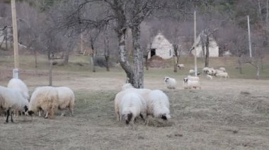 çok güzel yeşil çayır koyun