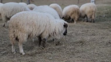 çok güzel yeşil çayır koyun