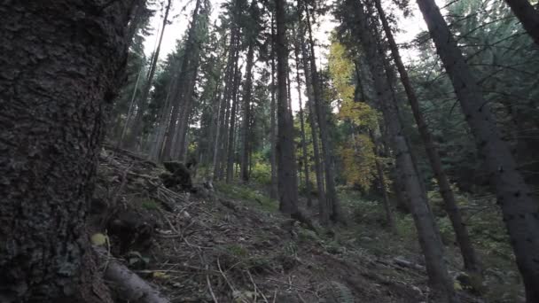 Biciclista de montanha andar de bicicleta em madeira — Vídeo de Stock