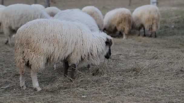 美しい緑の牧草地で羊をたくさん — ストック動画