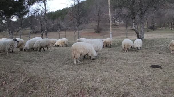 Muchas ovejas en el hermoso prado verde — Vídeos de Stock