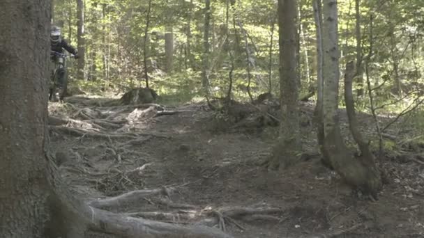 Чоловік на гірському велосипеді їзда на велосипеді в лісі і виконання трюків і стрибків — стокове відео