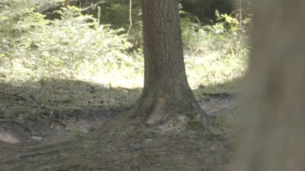 Man on mountain bike riding bike in the forest and performing tricks and jumps — Stock Video