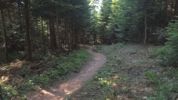 Man på mountainbike ridning cykel i skogen och utför tricks och hoppar — Stockvideo