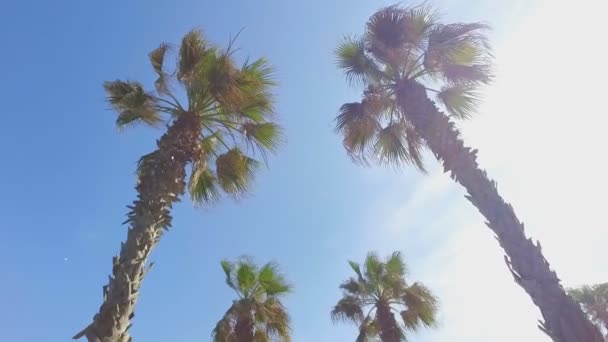 Камера летить серед пальмових дерев — стокове відео