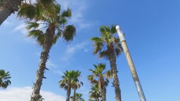Camera fly among palm trees — Stock Video
