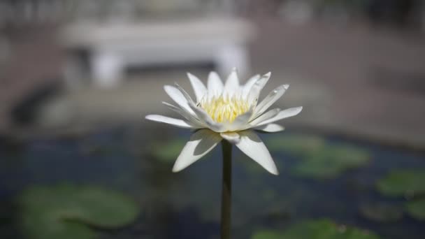 Hermosas Flores Lirio Agua Jardín — Vídeos de Stock