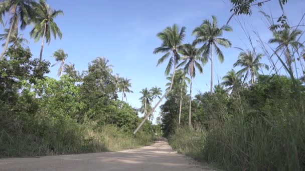 Camino Sucio Selva Con Palmeras — Vídeos de Stock