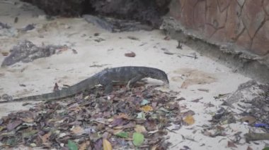 Asya su izleme kertenkelesi - Varanus salvator ayrıca yaygın su monitörü, Güney ve Güneydoğu Asya 'ya özgü büyük bir varanid kertenkele