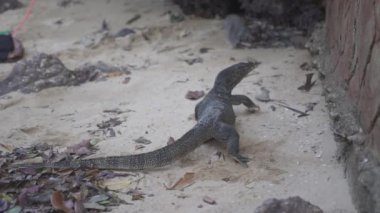 Asya su izleme kertenkelesi - Varanus salvator ayrıca yaygın su monitörü, Güney ve Güneydoğu Asya 'ya özgü büyük bir varanid kertenkele