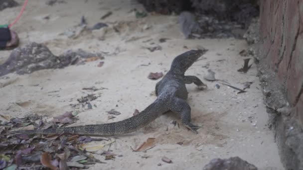 Asijský Vodní Monitor Ještěrka Varanus Salvator Také Obyčejný Vodní Monitor — Stock video