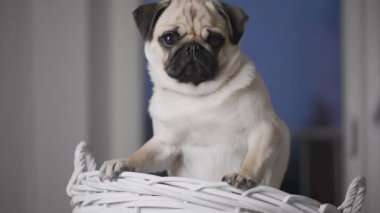 Beyaz sepetin içinde korkmuş bir köpek yavrusu portresi..