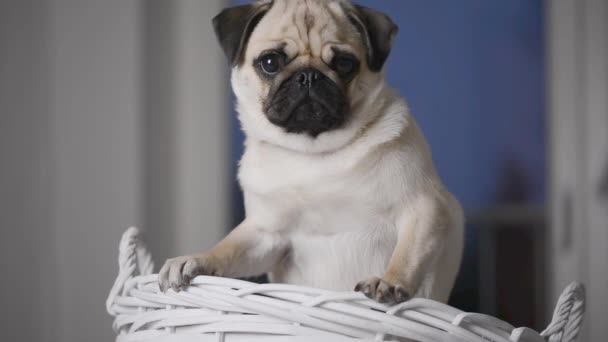 Retrato Lindo Cachorro Joven Pug Mirando Asustado Canasta Blanca — Vídeos de Stock