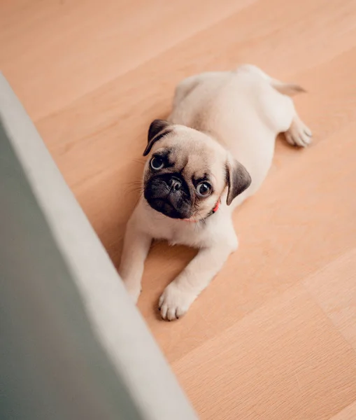 New Born Pug Dog Home Beautiful Female Pug Puppy Dog — Stock Photo, Image