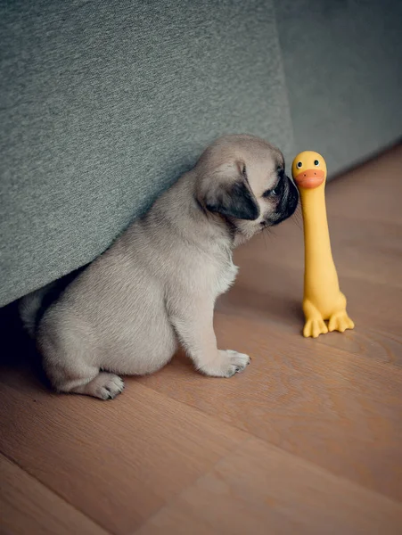 Perrito Recién Nacido Casa Hermosa Perra Cachorro Hembra — Foto de Stock