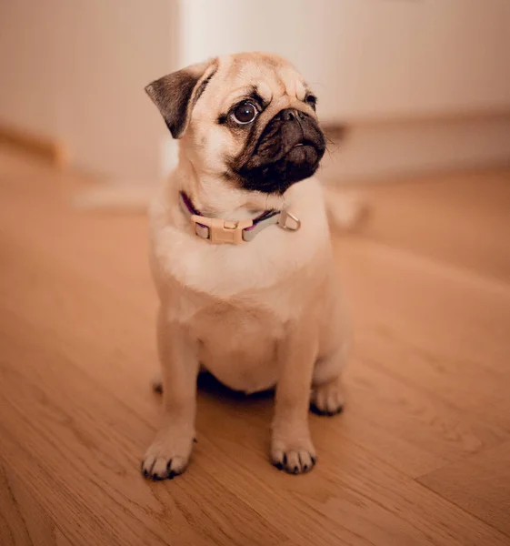 Neugeborener Mops Hause Schöne Weibliche Mops Welpen Hund — Stockfoto