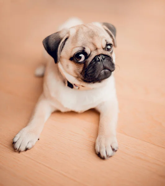 自宅で生まれたばかりの犬 美しい女性のパグ子犬犬 — ストック写真