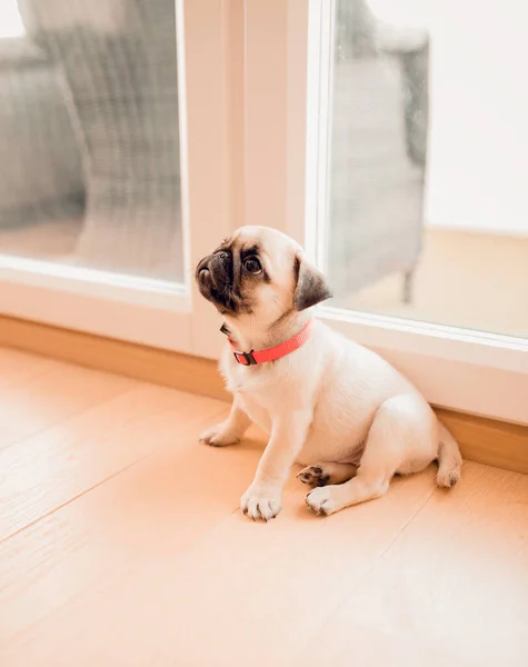 Perrito Recién Nacido Casa Hermosa Perra Cachorro Hembra — Foto de Stock