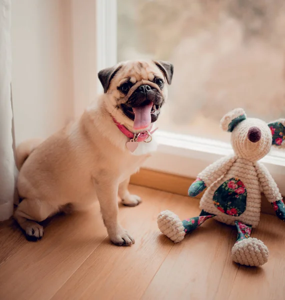 New born pug dog in home. Beautiful female pug puppy dog.