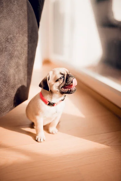 Neugeborener Schöner Welpe Mops Hund Hause — Stockfoto