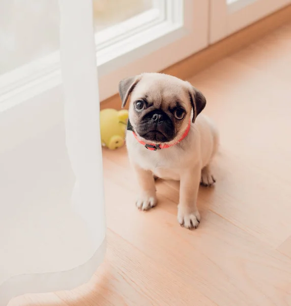 New Born Pug Dog Home Beautiful Female Pug Puppy Dog — Stock Photo, Image