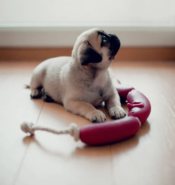 Neugeborener Mops Hause Schöne Weibliche Mops Welpen Hund — Stockfoto