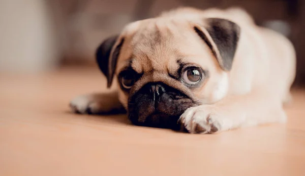 New Born Pug Dog Home Beautiful Female Pug Puppy Dog — Stock Photo, Image