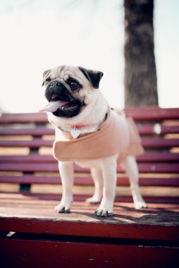 Dışarıdaki köpek yavrusu çok komik..