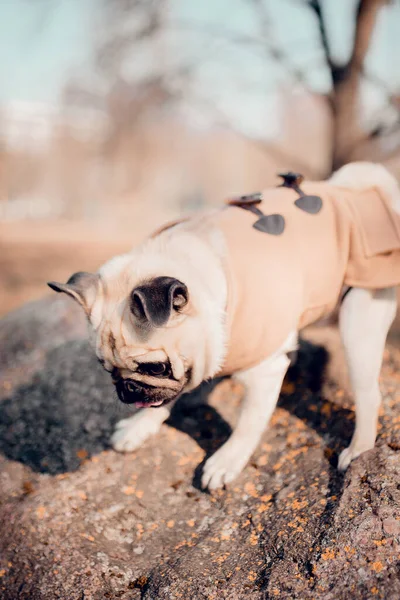 Niedlichen Welpen Mops Hund Freien — Stockfoto