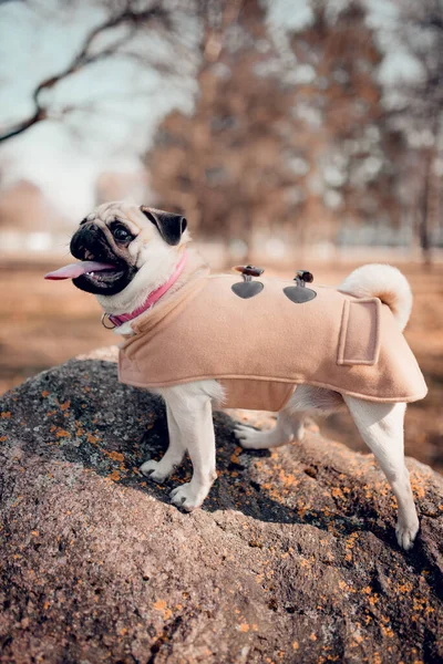 Lindo Perrito Cachorro Perro Aire Libre —  Fotos de Stock